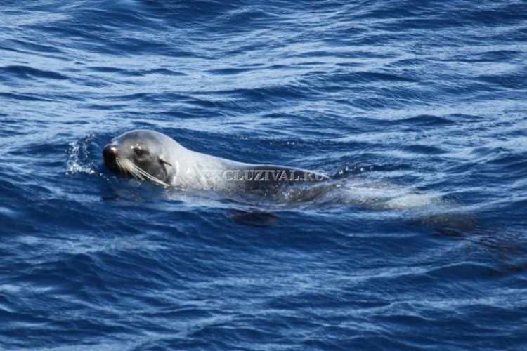 Вилла 5+1 в Бодруме, Турция | PTE-38663