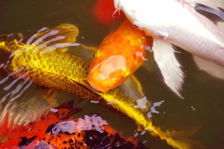 Дом в Пранбури, Таиланд | THE357978