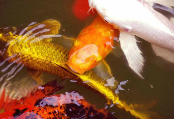 Дом в Пранбури, Таиланд | THE357978