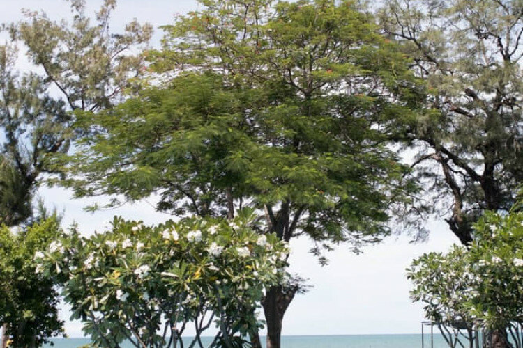 Кондоминиум в Хуахине, Таиланд | THE558280