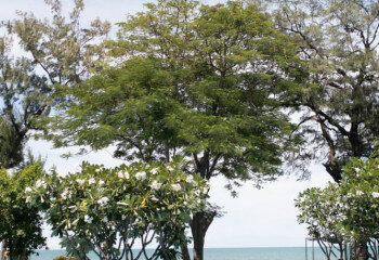 Кондоминиум в Хуахине, Таиланд | THE558280