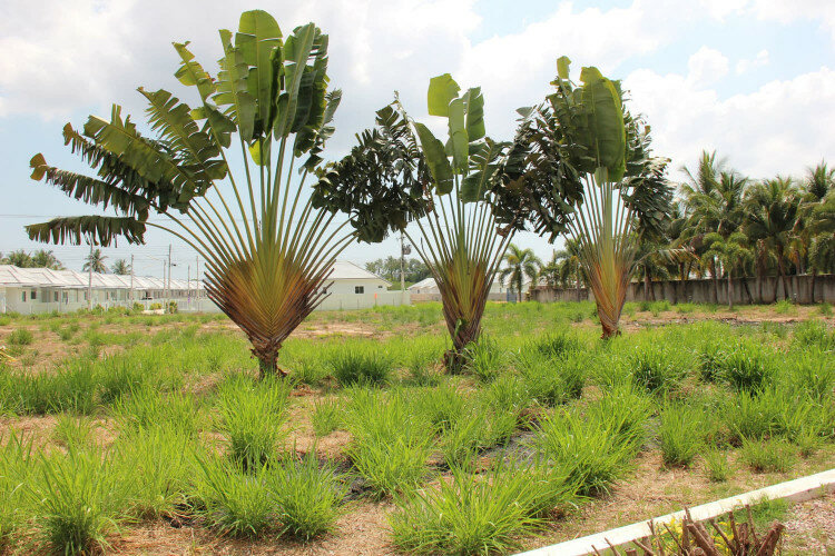 Дом в Хуахине, Таиланд | THE157724