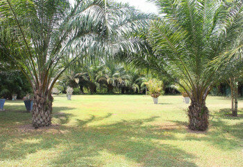 Земельный участок в Банг Ламунге, Таиланд | THE538864