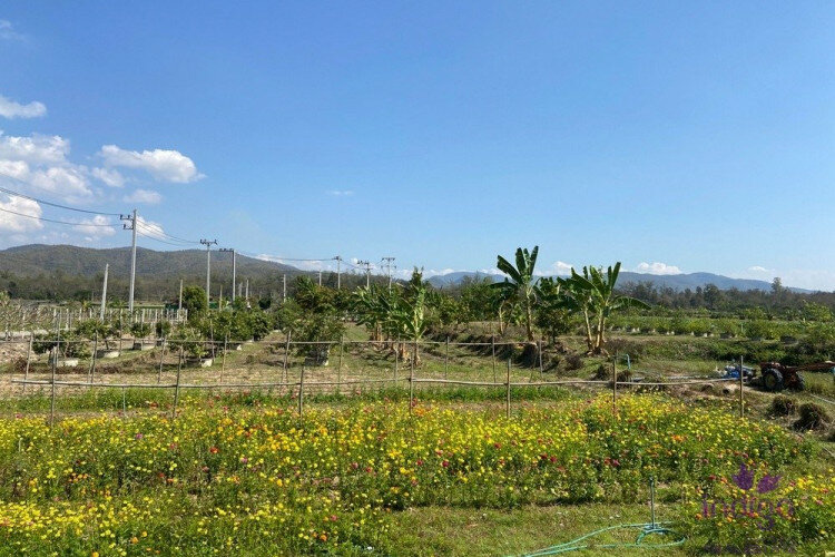 Дом в Сан-Сае, Таиланд | THE156681