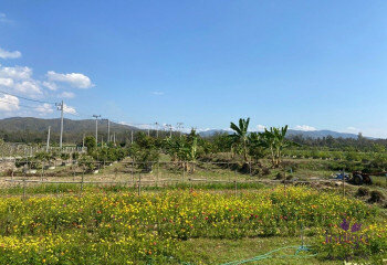 Дом в Сан-Сае, Таиланд | THE156681