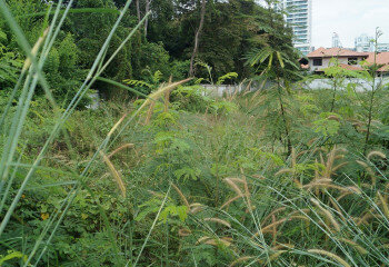 Земельный участок в Банг Ламунге, Таиланд | THE138857