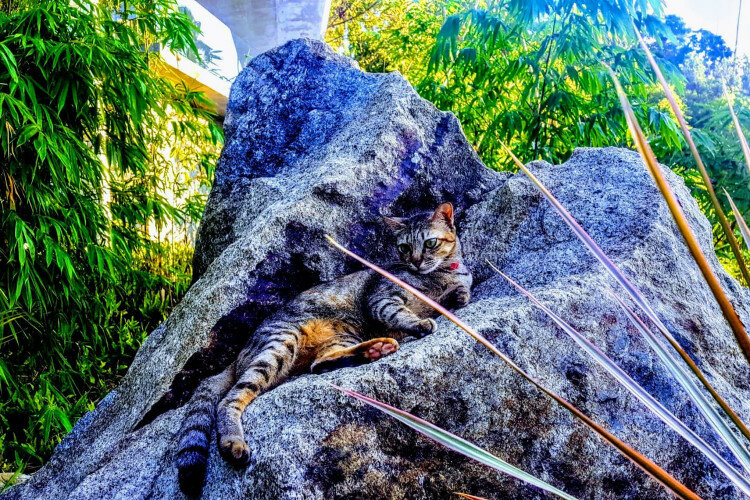 Вилла на острове Самуй, Таиланд | THE408873