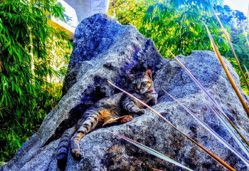 Вилла на острове Самуй, Таиланд | THE408873