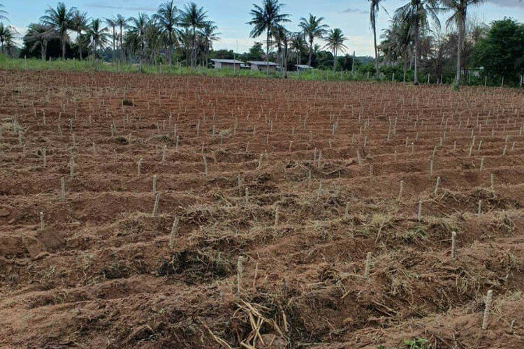 Земельный участок в Банг Ламунге, Таиланд | THE339714