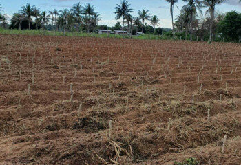 Земельный участок в Банг Ламунге, Таиланд | THE339714