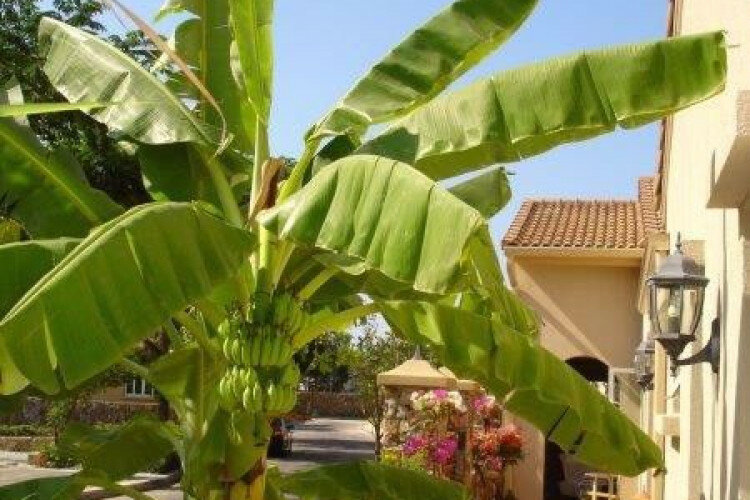 Дом в Паттайе, Таиланд | THE428396