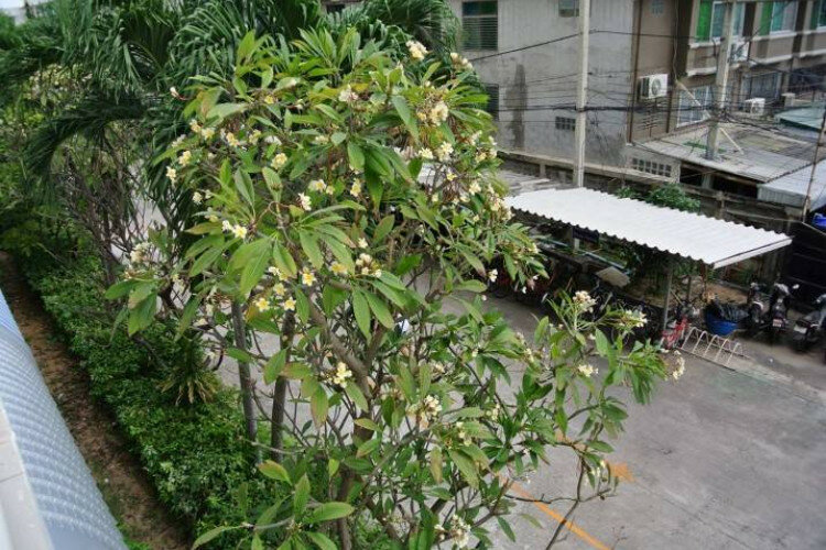 Кондоминиум в Джомтьене, Паттайя, Таиланд | THE523203