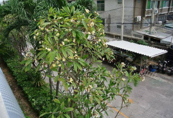 Кондоминиум в Джомтьене, Паттайя, Таиланд | THE523203