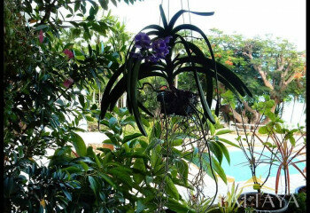 Кондоминиум в Паттайе, Таиланд | THE546310