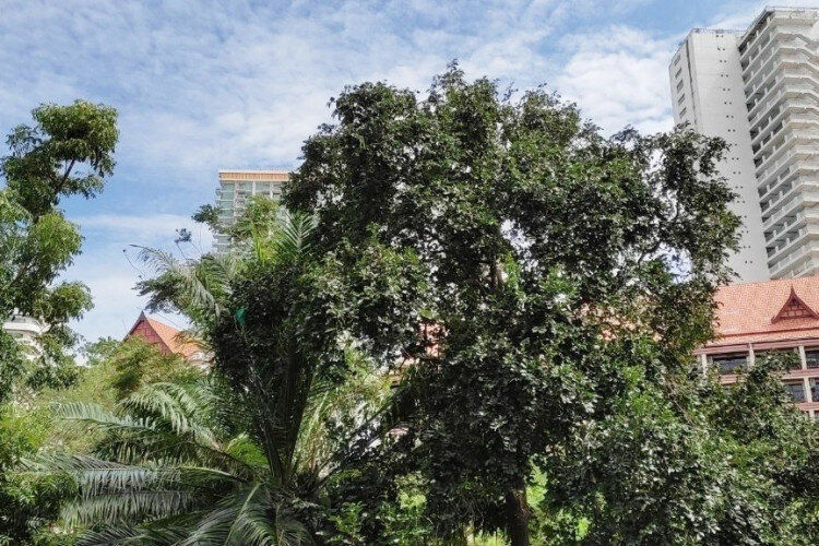 Кондоминиум в Банг Ламунге, Таиланд | THE539273