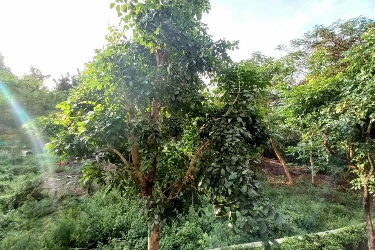 Кондоминиум в Банг Ламунге, Таиланд | THE539136