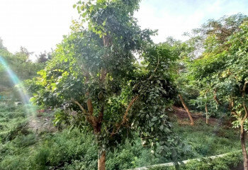 Кондоминиум в Банг Ламунге, Таиланд | THE539136